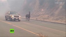 Un caballo huye de los devastadores incendios de California