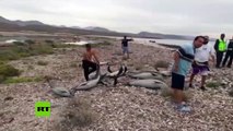 Encuentran a 54 delfines varados en una playa de México