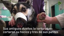 'Druzhok': rescate y adopción de un perrito maltratado