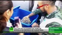 México: Hallan un cachorro de tigre de bengala en una empresa de paquetería