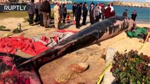Una ballena de 12 metros de largo aparece en una playa de Alejandría (Egipto)