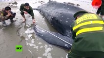China: Devuelven al mar a una ballena jorobada en China