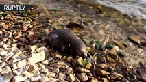 Más de 130 focas muertas encontradas en el lago Baikal