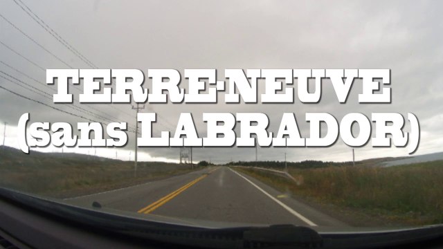 Le castor en vadrouille à Terre-Neuve-et-Labrador
