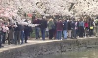 Festival Bunga Sakura di AS Dikunjungi Ribuan Wisatawan