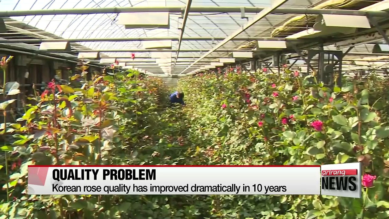 Exports of Korean flowers surge on improved seed quality