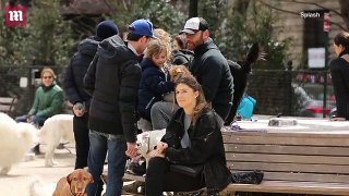 Liev Schreiber and his girlfriend Taylor Neisen take their dogs to Washington Square Park in New York City