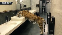 Una tigresa sacia su sed en el baño de los hombres