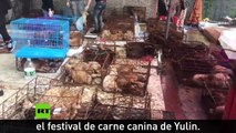 Festival de la carne de perro en China: 1300 animales rescatados por activistas rusos