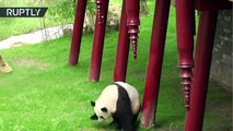 Accidentada presentación de unos osos panda en un zoo de los Países Bajos
