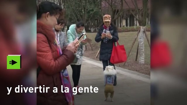 Varios perros sufren torturas para caminar a dos patas