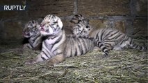 Cuatro cachorros de tigre siberiano nacieron en un 'parque safari' de Crimea