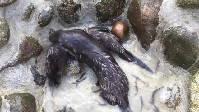 멸종위기 어린 수달 2마리, 섬진강 품으로 / YTN