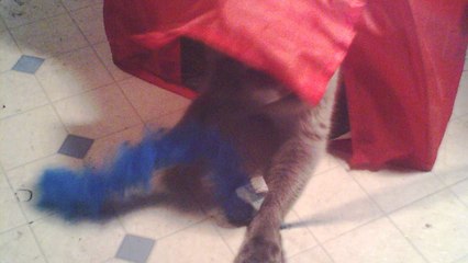 63. babies our pet siamese cat playing in her red camping tent.