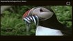 New Discovery - Puffins Have Fluorescent Beaks