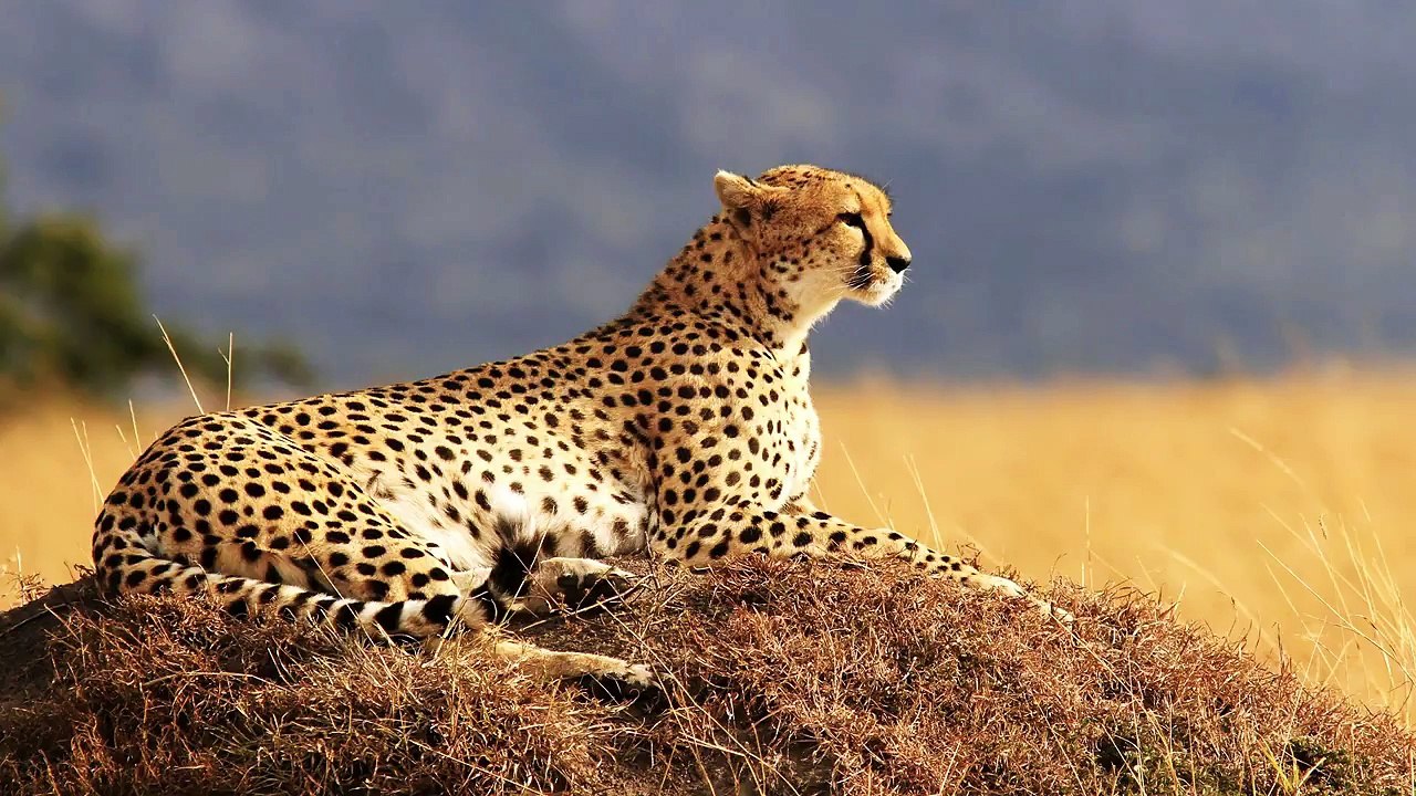 Top Ten Fastest Creatures in the World