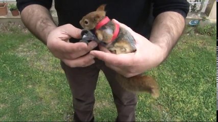 Sincap Karamel Protezine Alıştı