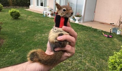 Sincap Karamel'e protez