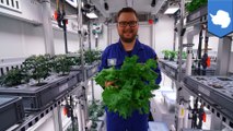 First-ever veggie crop harvested in Antarctic greenhouse - TomoNews