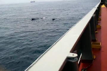 Whales From Our Ship's Deck