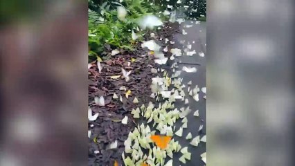 Bươm bướm rợp trời Vườn quốc gia Cúc Phương