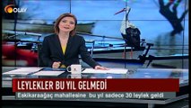Leylekler bu yıl gelmedi