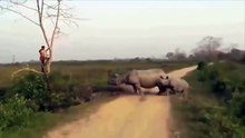 Amazing Animal Attack: Man Chased By Rhino and Baby Climbs Tree ...