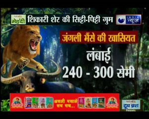 आज जंगल में होगी सबसे बड़ी जंग, 8 शेर और 80 भैसों के बीच होगा