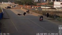 Runaway buffalo filmed attacking man on bike before being shot dead