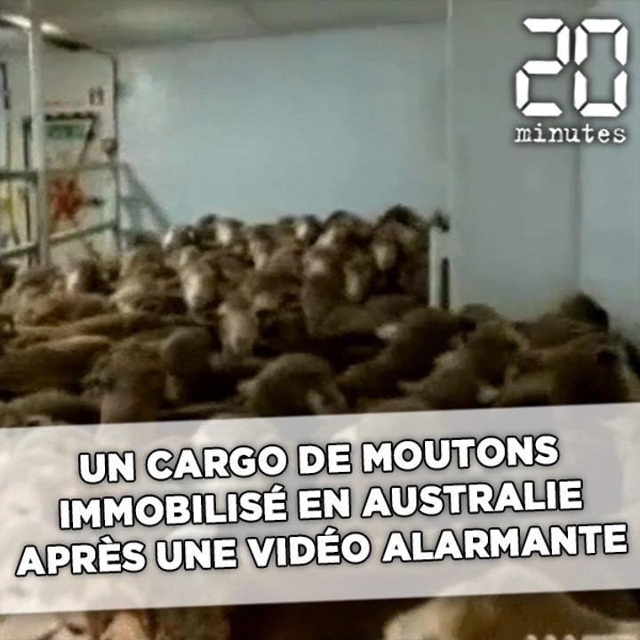 Un cargo de moutons immobilisé en Australie après une vidéo alarmante