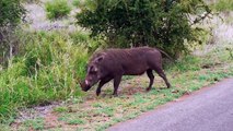Wild Animal Video: See Warthog Grazing Kruger National Park South Africa !!!