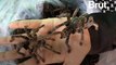 La mygale, une victime méconnue de la chasse et de la déforestation