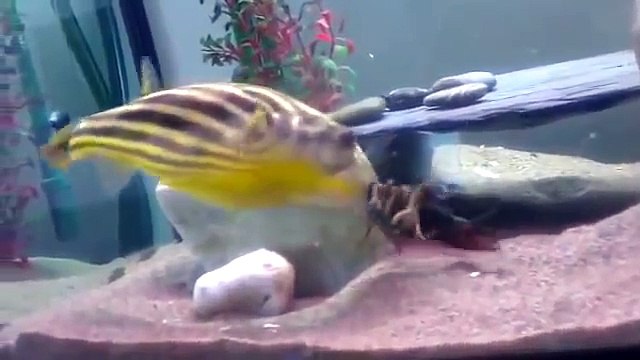 Mordu par un crabe, ce poisson devient fou et le dévore