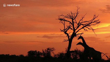 Giraffes pose for silhouette against golden South Africa sunset