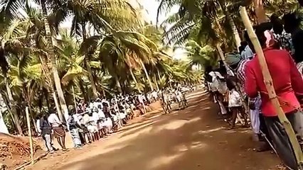 Rackla race Gopalapuram  கோபாலபுரம்  ரேக்ளா பந்தயம் 2622017