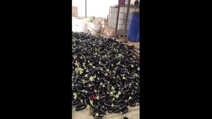 هذا الفرق بين السوداني و الهندي في الشغل  || الزول يشتغل بالديزل 