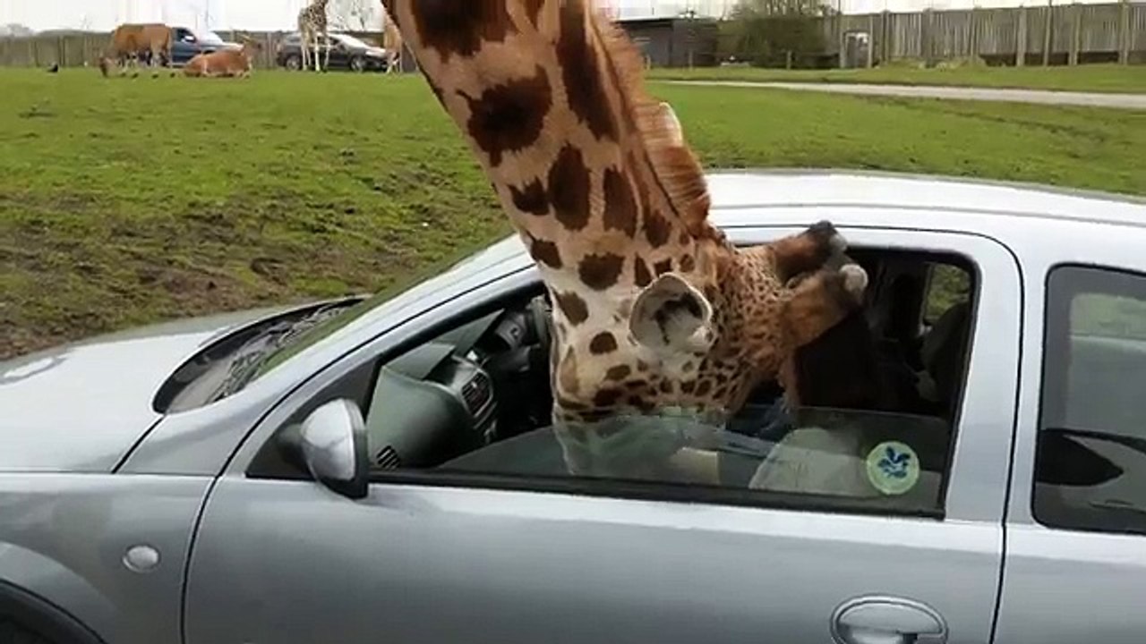 Elle coince la tête d'une girafe dans sa voiture... Mauvaise idée
