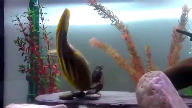 Ce poisson globe devient fou et pulvérise un crabe dans son aquarium