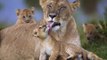 Amazing Heart Warming Lioness Protecting her Babies