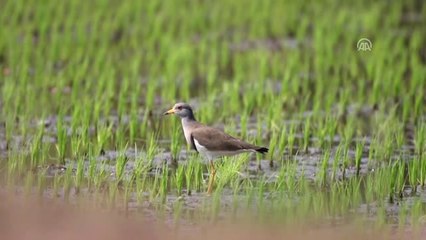 Türkiye'de Görüntülenen Kuş Türü Sayısı Arttı
