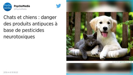 Animaux. Les produits antipuces dangereux pour la santé des enfants ?