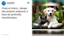 Animaux. Les produits antipuces dangereux pour la santé des enfants ?