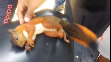 Sincap kalp masajıyla bu şekilde hayat döndürüldü