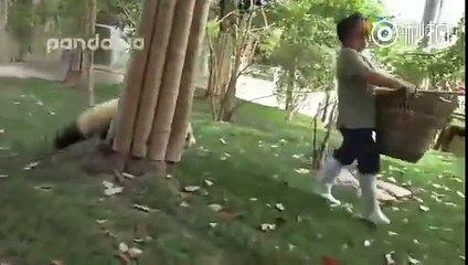 Panda Nanny