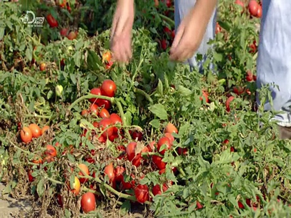 How It's Made: Canned Tomatoes