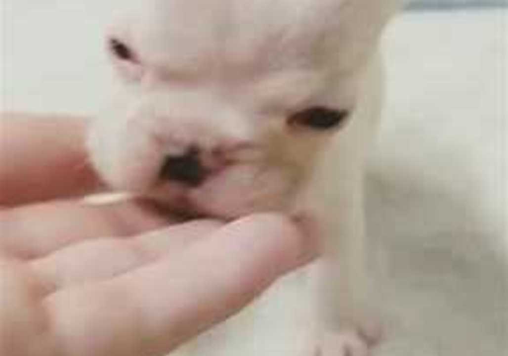 Three-Week-Old Frenchie Learns to Crawl