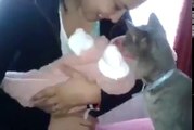 La réaction de ce chat qui découvre bébé est adorable