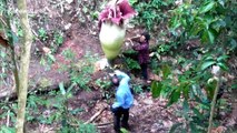 Tourists spotted 'damaging' rare corpse flower that takes years to bloom