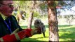 Giovane gufo salvato sulla Murgia dai volontari andriesi – video