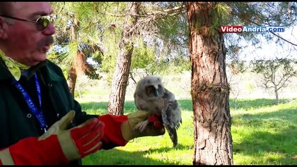 Giovane gufo salvato sulla Murgia dai volontari andriesi – video